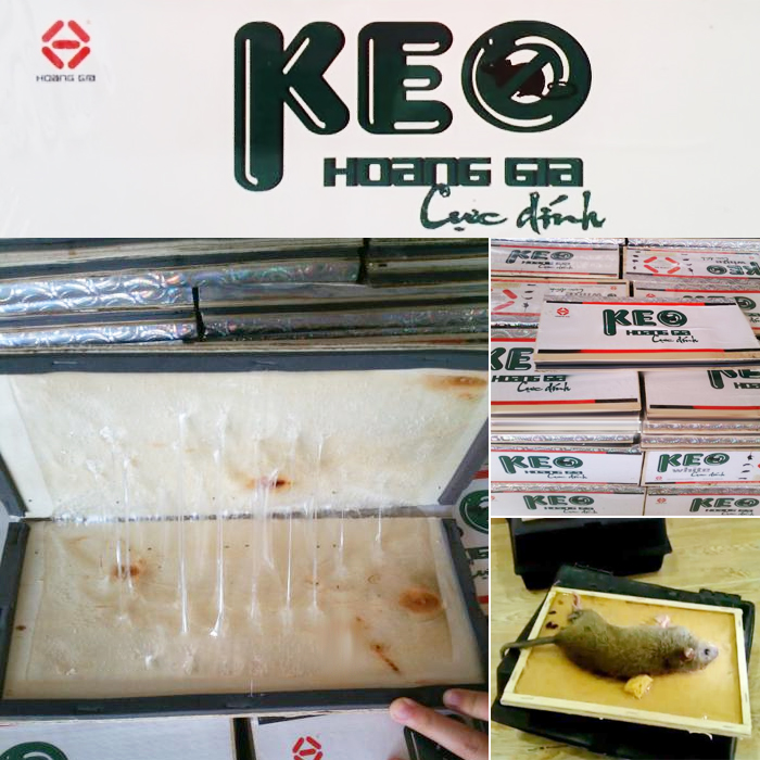 Bộ 5 keo dính chuột siêu dính